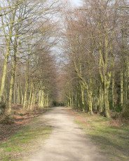 [Bacton Wood walks, Norfolk]
