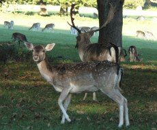 [Norfolk deer]