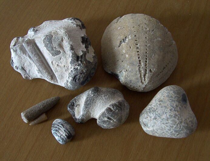 [Photo of fossils found on Bacton beach.]