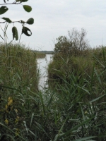 [Hickling broad, Norfolk]