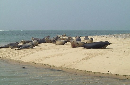 Photo of seals viewed during a boat trip