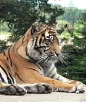 [Thrigby Hall Tiger, Norfolk]